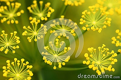 Dill flower Stock Photo