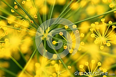 Dill flower Stock Photo