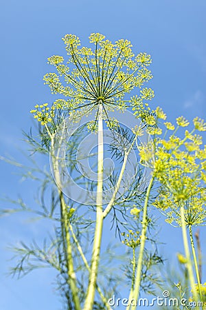 Dill flowers Stock Photo