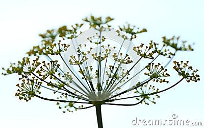 Dill flowers Stock Photo