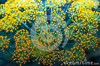 Dill flowers background Stock Photo