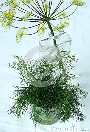 Dill Stock Photo