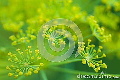 Dill flowers Stock Photo