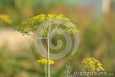 Dill flowers growth in the garden, close-up. Large inflorescences of dill. Fresh green fennel. Spicy grass background of Stock Photo