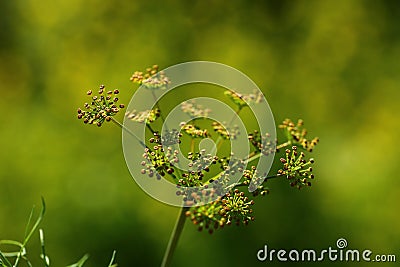 Dill flowers Stock Photo