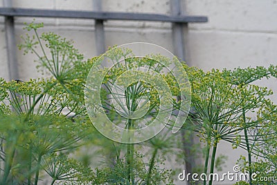 Dill Flowers Stock Photo