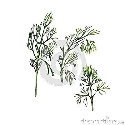 Dill fresh green branches. Vector color vintage hatching illustration isolated on white Vector Illustration