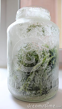 Dill frozen Stock Photo