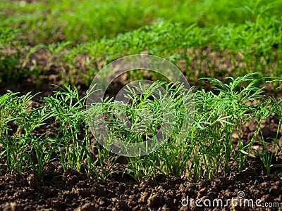 Dill Stock Photo