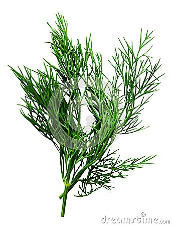 Dill herb isolated on the white Stock Photo