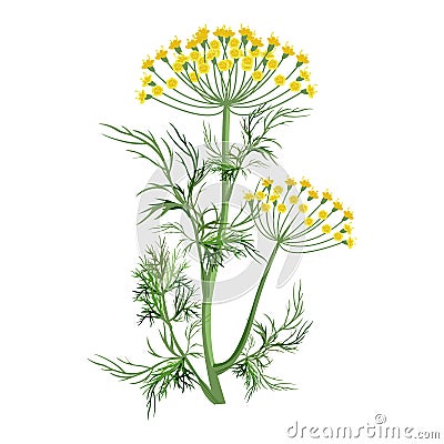 Dill herb with small yellow bloom and green stem Vector Illustration