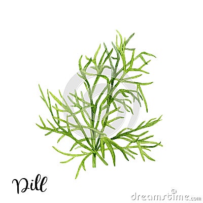 Dill herb watercolor isolated on white background Cartoon Illustration