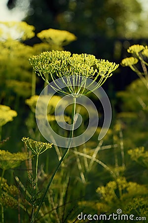 Dill - odorous, annual, herbaceous plant Stock Photo