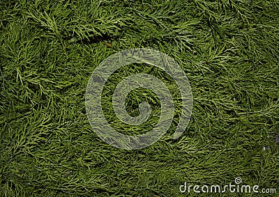 Dill park evergreen color lush branch spring fresh backgrounds growth tree pattern turf meadow abstract leaf natural grass green n Stock Photo