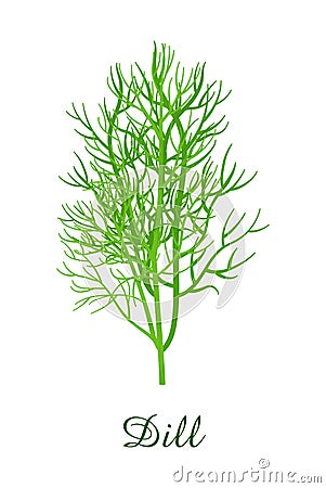 Dill plant, food green grasses herbs and plants collection Vector Illustration