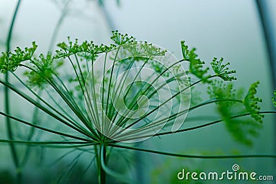 Dill rosette, close-up. Large inflorescence of dill on green background for publication, design, poster, calendar, post Stock Photo