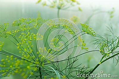 Dill rosette, close-up. Large inflorescence of dill on green background for publication, design, poster, calendar, post Stock Photo