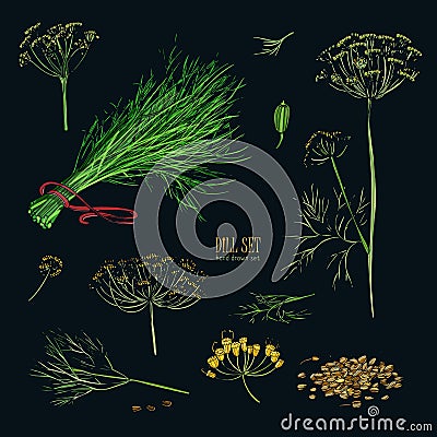 Dill set. Hand drawn colorful collection with greens, bunch, branch, flower, inflorescence, seeds. Vector illustration Vector Illustration