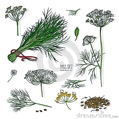 Dill set. Hand drawn colorful collection with greens, bunch, branch, flower, inflorescence, seeds. Vector illustration Vector Illustration