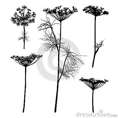 Dill silhouette isolated on white. Vector Illustration