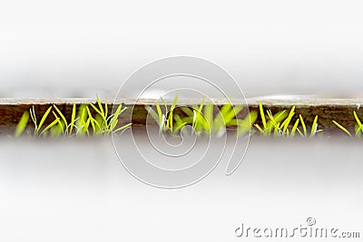Dill sprout seedlings emerging from a planter box outdoors, with a narrow view to the leaves through fence boards. Stock Photo