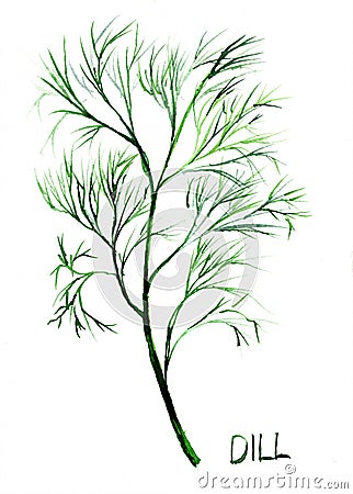 Dill, watercolor illustration Cartoon Illustration