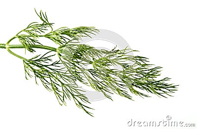 Dill weed Stock Photo