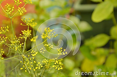 Dill weed flower in backyard garden Stock Photo