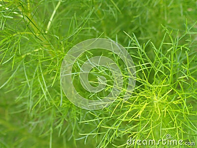 Dill weed Stock Photo