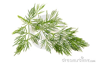 Dill Stock Photo