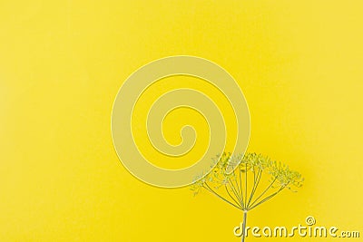 Dill yellow inflorescences with seeds on yellow background Stock Photo