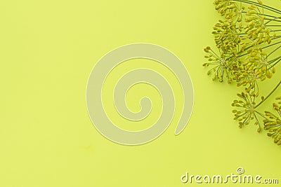 Dill yellow inflorescences with seeds on yellow background Stock Photo