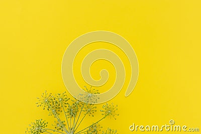 Dill yellow inflorescences with seeds on yellow background Stock Photo