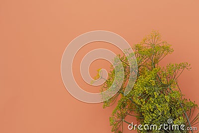Dill yellow inflorescences with seeds on pink background Stock Photo