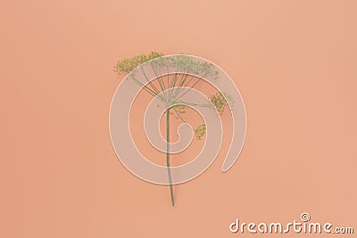 Dill yellow inflorescences with seeds on pink background Stock Photo