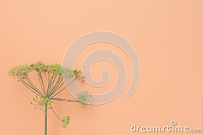 Dill yellow inflorescences with seeds on pink background Stock Photo