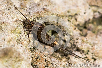 Dilta hibernica bristletail, a primitive insect Stock Photo