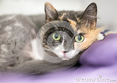 A Dilute Calico cat curled up on a blanket Stock Photo