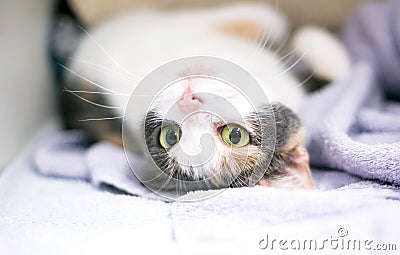 A Dilute Calico cat lying upside down on its back Stock Photo