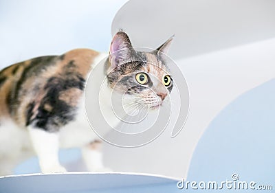 A Dilute Calico domestic shorthaired cat standing on a wall-mounted cat perch Stock Photo