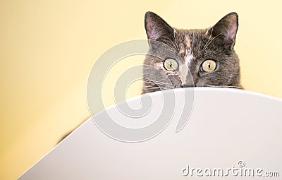 A Dilute Calico shorthair cat peeking over a ledge Stock Photo