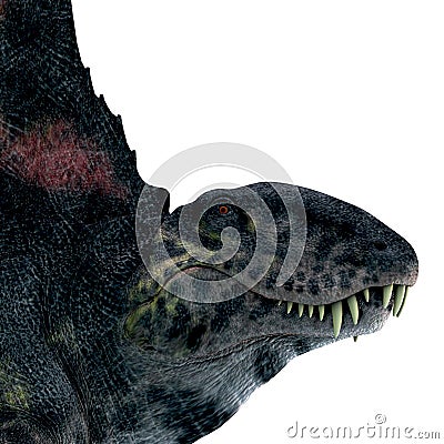 Dimetrodon Reptile Head Stock Photo