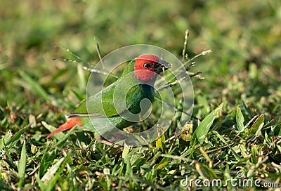 The diminutive colourful parrot-finch feeding Stock Photo