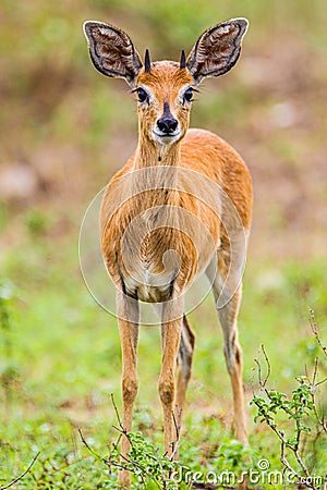 Diminutive Steenbok looking to cross the road. Stock Photo