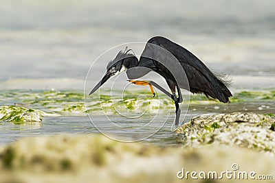 Dimorphic Egret - Egretta dimorpha heron found in Comoros, Kenya, Madagascar, Seychelles, Tanzania, subspecies of western reef Stock Photo