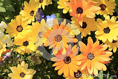 Dimorphotheca sinuata in flower bed at Naka river Stock Photo