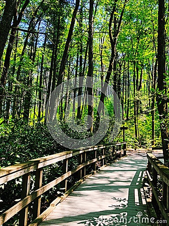 Dingmans Falls boardwalk through wood Stock Photo