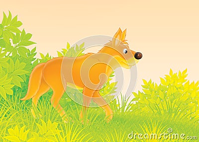 Dingo Stock Photo