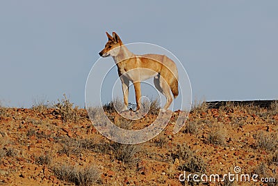 Dingo In Australian Outback Stock Photo Biology Diagrams