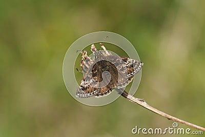 A Dingy Skipper Butterfly, Erynnis tages, perched on a plant with its wings open. Stock Photo